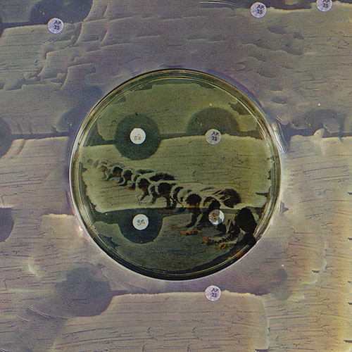 petri dish #3