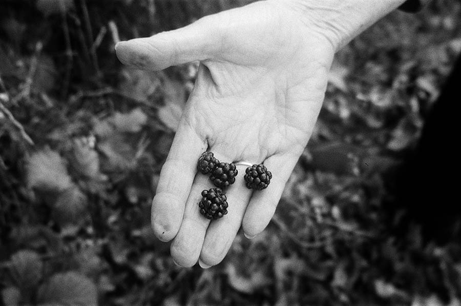 mom's hands picking berries<br />2024