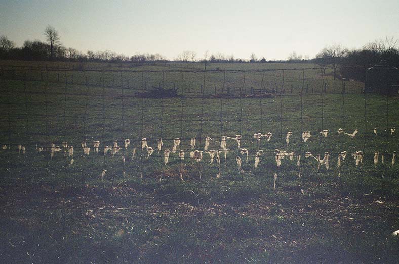 sheep wool on fence<br />turners station, ky<br />2023